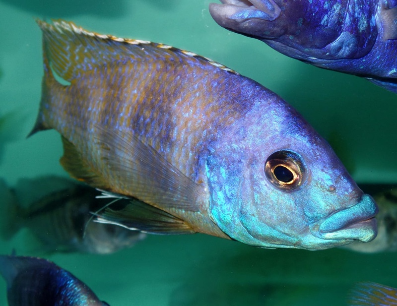 Placidochromis milomo